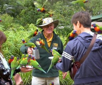 Currumbin Wildlife Sanctuary