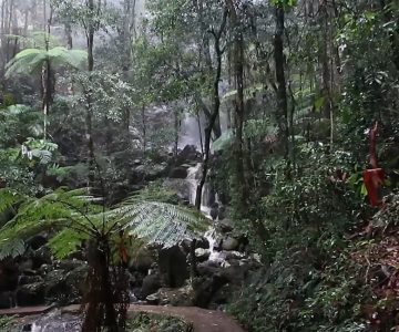 SPRINGBROOK NATIONAL PARK